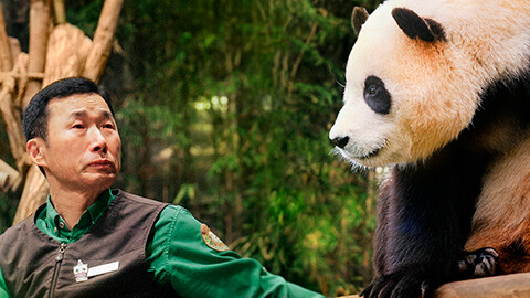 私の親愛なるフーバオ（字幕）